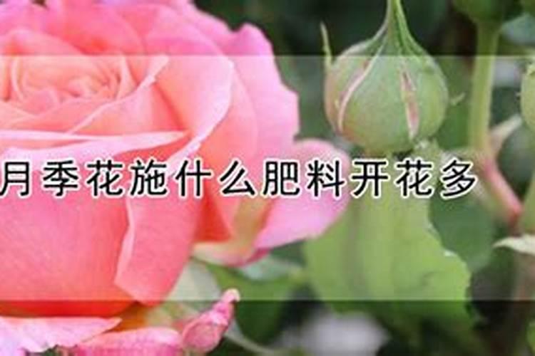 月季施什么肥依然花开不断