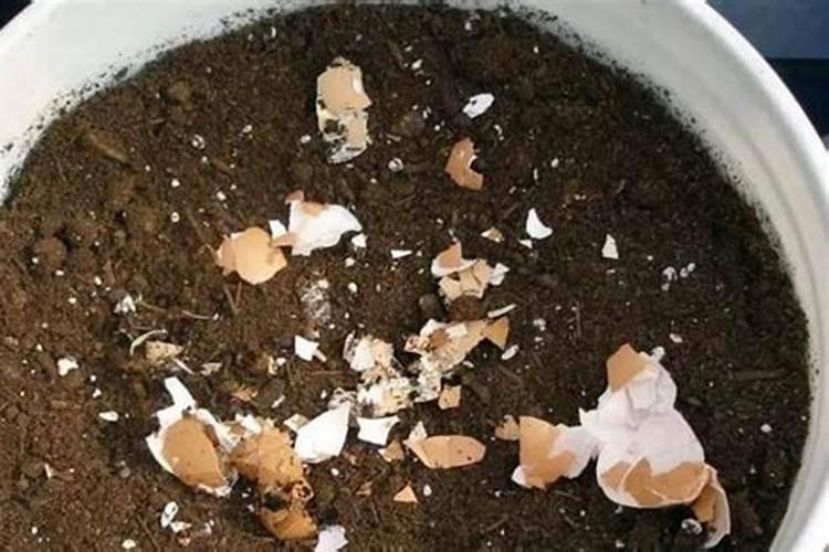 瓜子可以当肥料养花,南瓜子怎样做花肥料