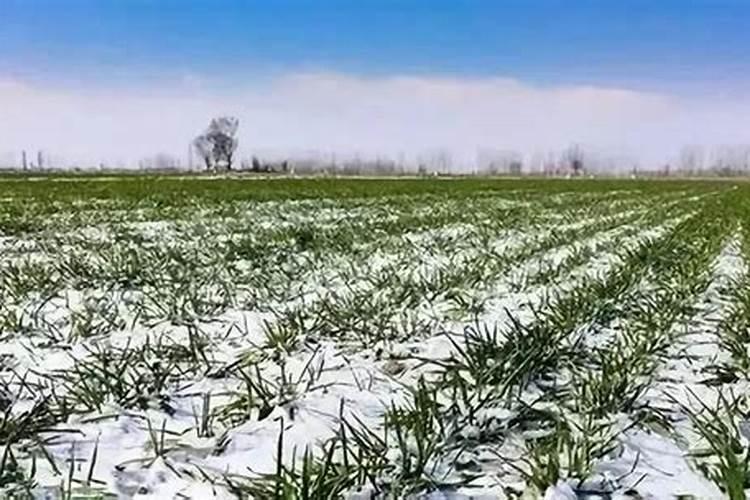 部分小麦出现冻害什么时间喷叶面肥好啥时候追肥好