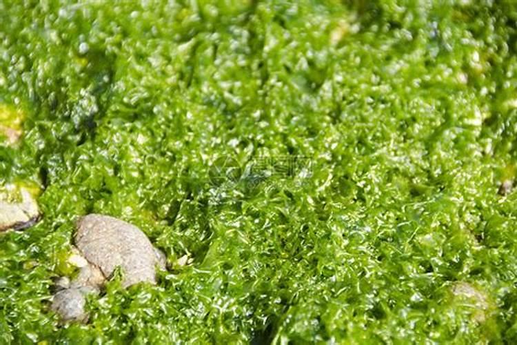 绿藻产生的原因与治理