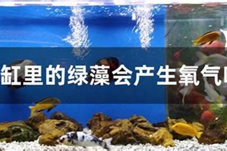 鱼塘绿藻产生的原因与治理