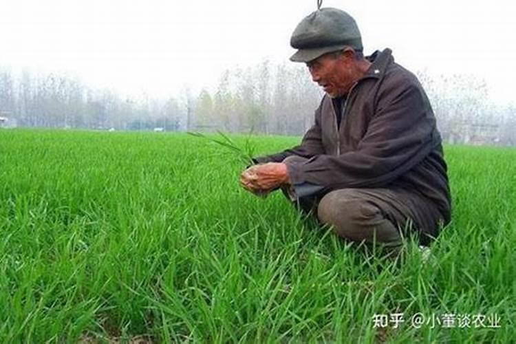 小麦冻害的补救措施