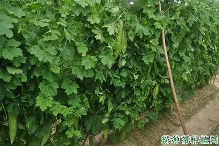 绿冠苦瓜栽培要点