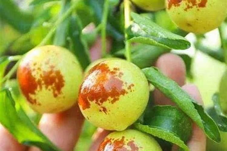 草莓各个时期的施肥方案 草莓施肥时间和方法