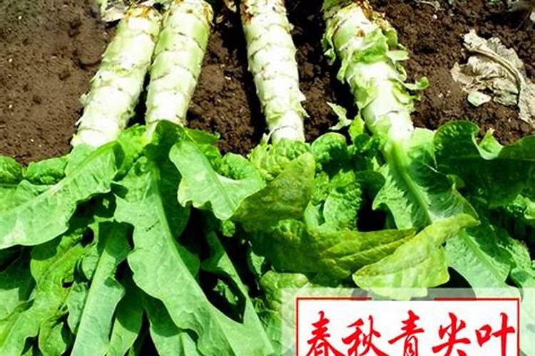 磷肥治盐碱地吗