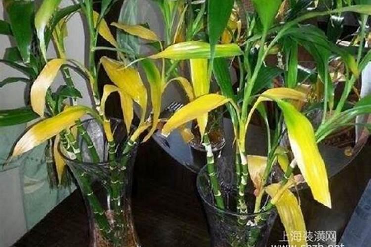 叶子黄缺氮(叶子发黄缺氮？教你如何快速诊断与解决)