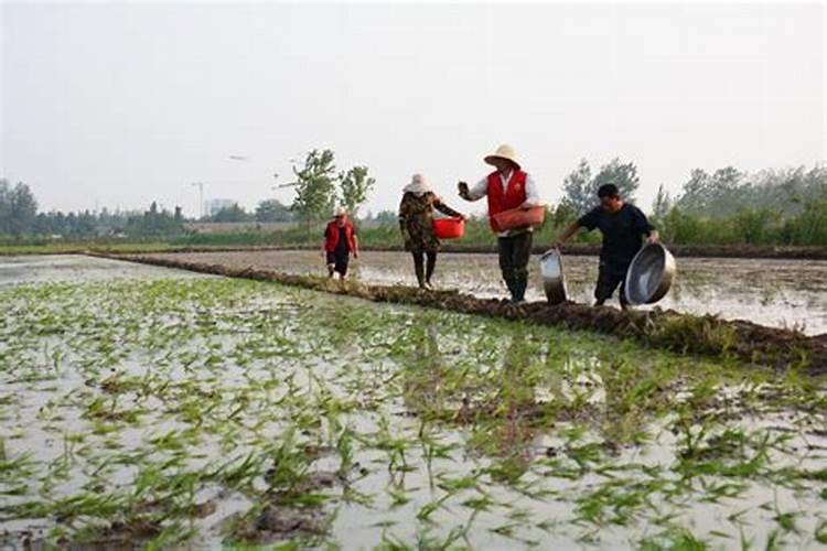 水稻秧苗什么时候施首次肥比较好？