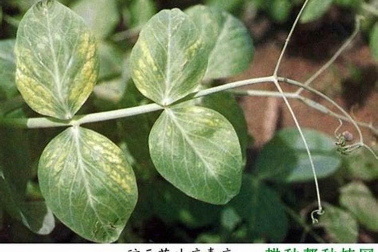 如何给姜花施肥？