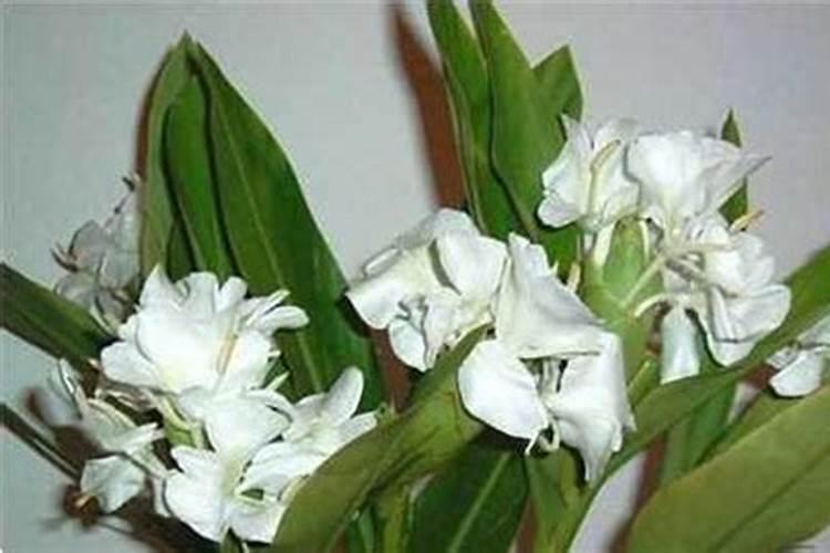 姜花要怎么施肥,薄肥勤施巧施肥