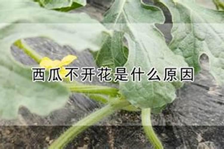 西瓜开花期用什么肥料