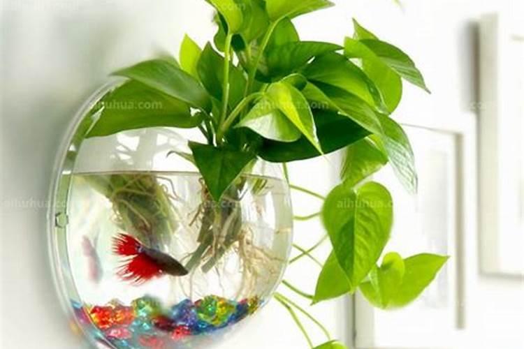 水培植物能用化肥吗 水培植物能不能用化肥