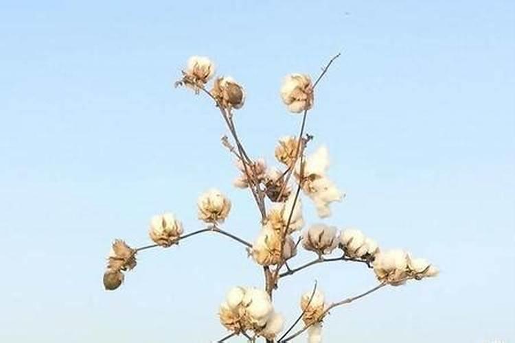 棉花施肥的原则及方法有哪些？