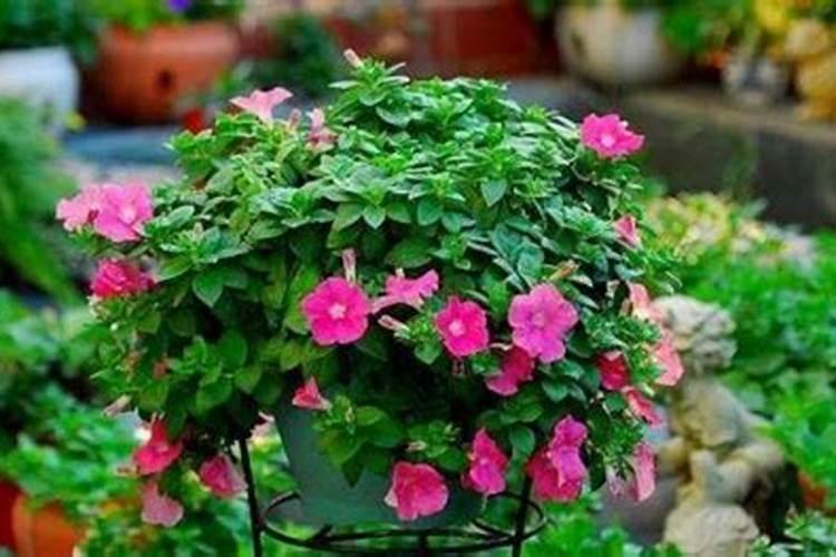 植物花期能不能施肥 植物应该怎么施肥