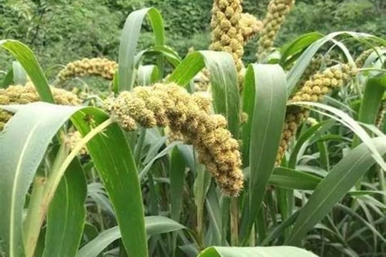 谷子用什么叶面肥增产 选择哪些肥料合适
