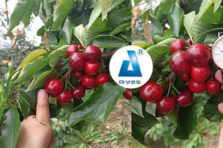 大樱桃树盛果期施肥的方法有什么？什么时间施肥最合适？