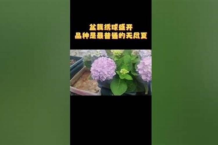 绣球什么时候施肥最好