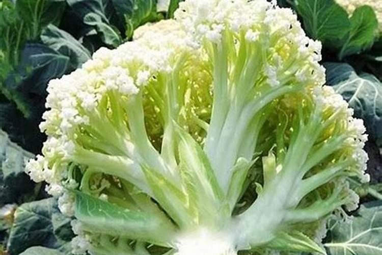 硼肥对改善花椰菜品质的重要作用及施用方法有哪些？