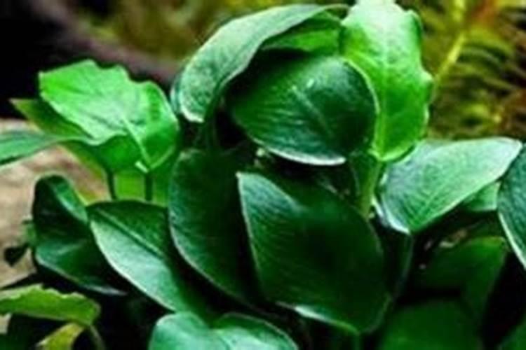 养水草用什么肥料