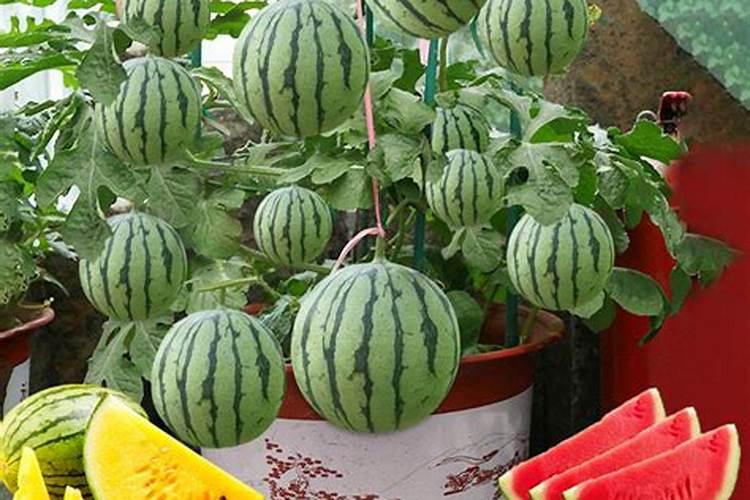西瓜定植几天可施肥施碳氨多少？