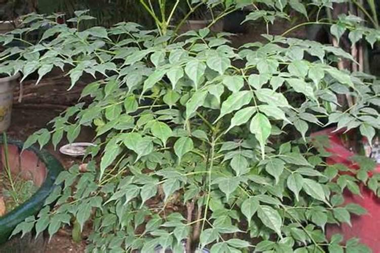 富贵树要施什么肥料