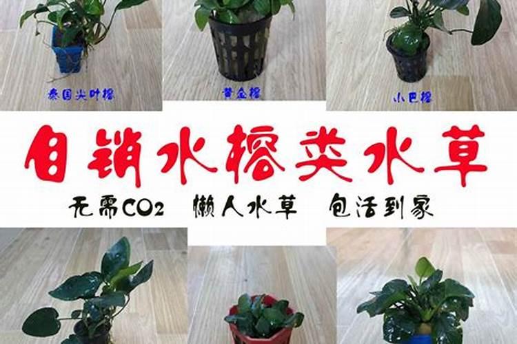 养水草用什么肥料