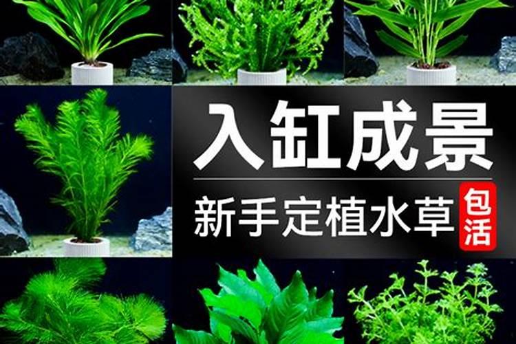 鱼缸里的水草怎样养护？