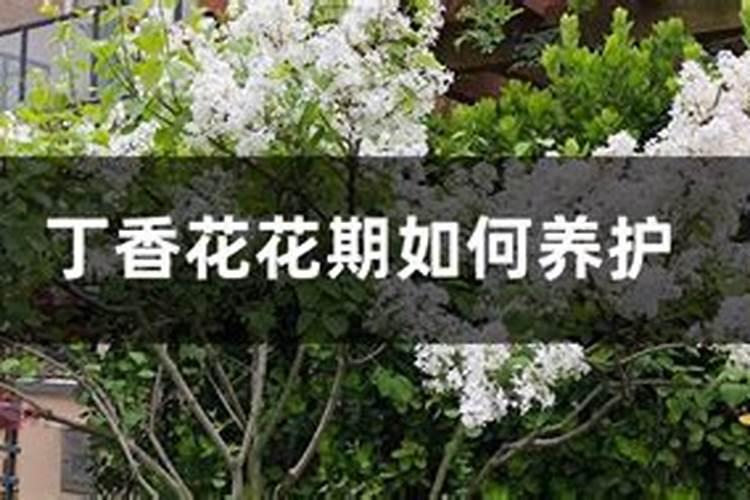 丁香怎么施肥(丁香花盆栽的养殖方法和注意事项)