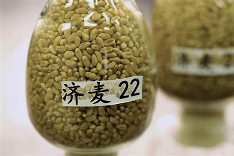麦黄金叶面肥功效与作用