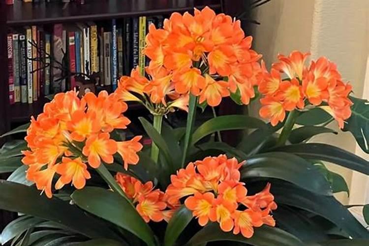 入冬后,给君子兰催花,做好这几步,就离开花不远了
