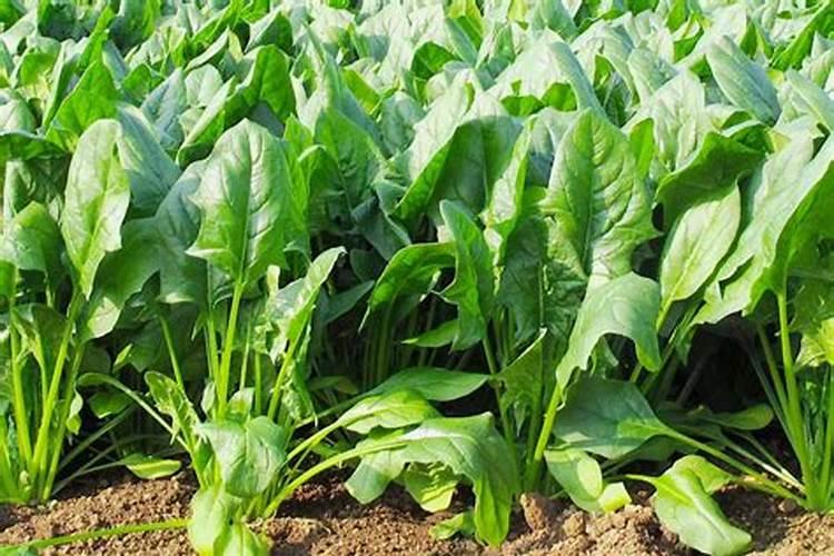 喷什么叶面肥芹菜长得快 喷施方法有哪些