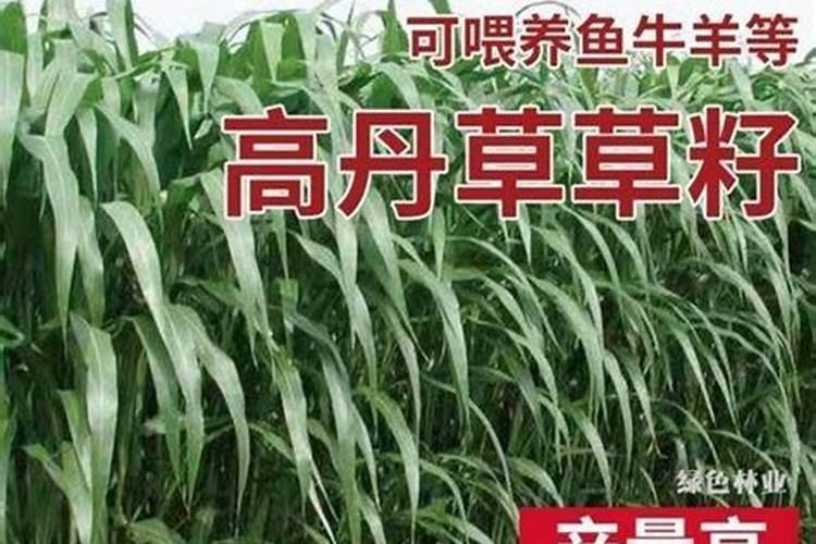 高丹草从播种到第一次收割要多长时间