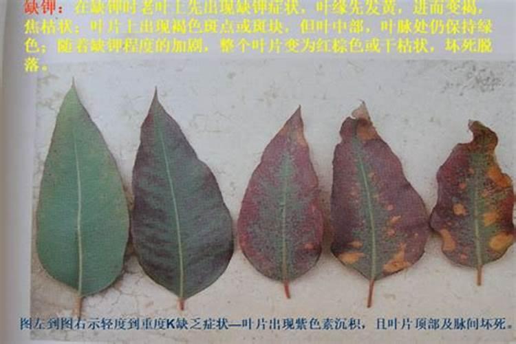 黄腐酸和黄腐酸钾的区别是什么