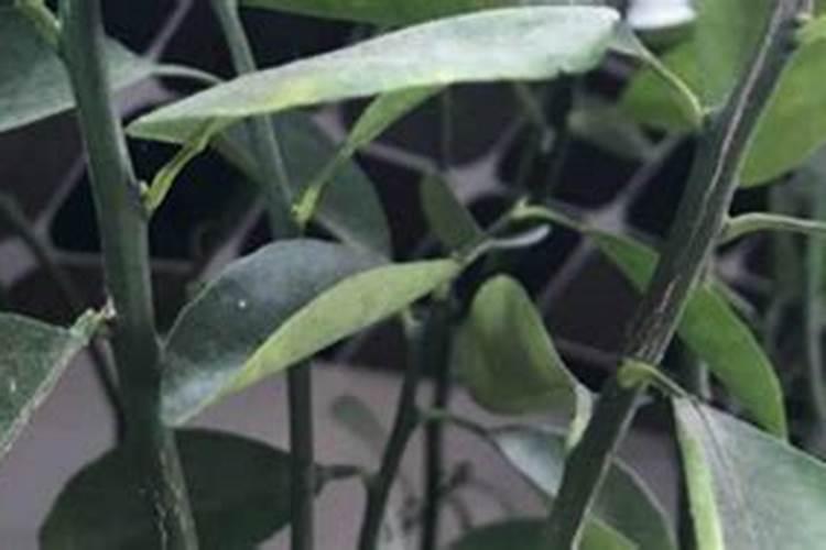 金桔开花期间施什么肥