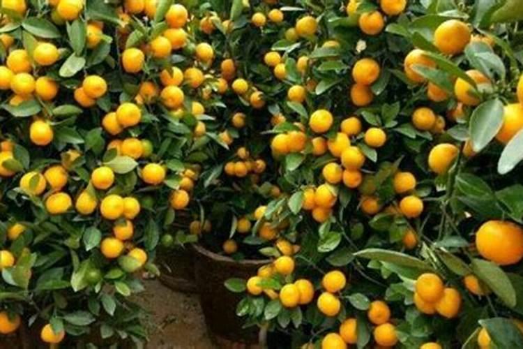 金桔开花了能施肥吗