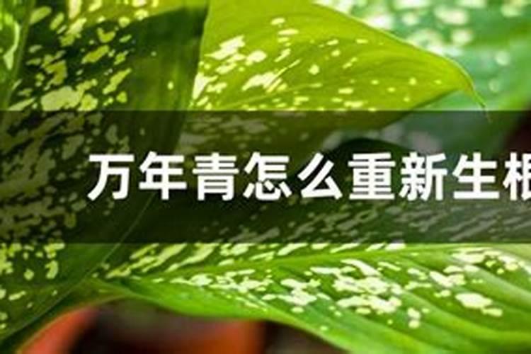 万年青怎么养殖更茂盛
