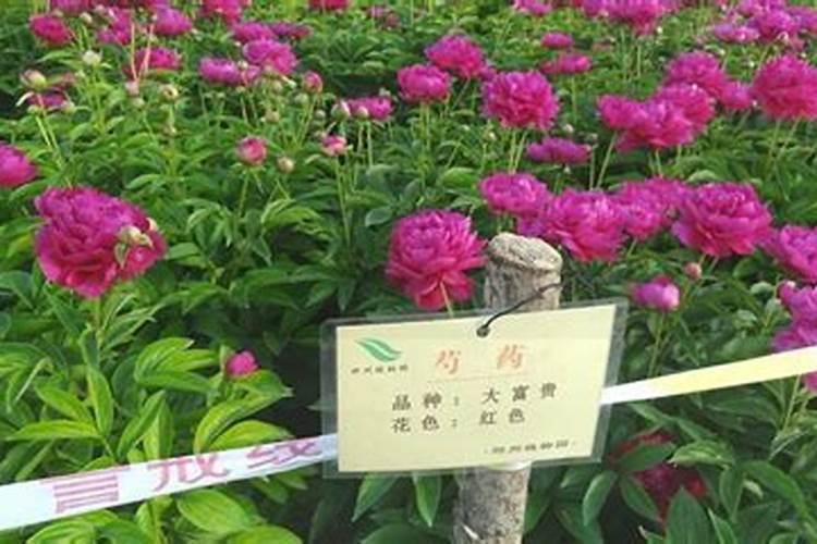 什么叶面肥能增厚叶子