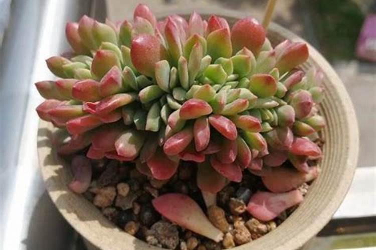 老师好!我养的多肉怎么也不胖,有啥妙招？