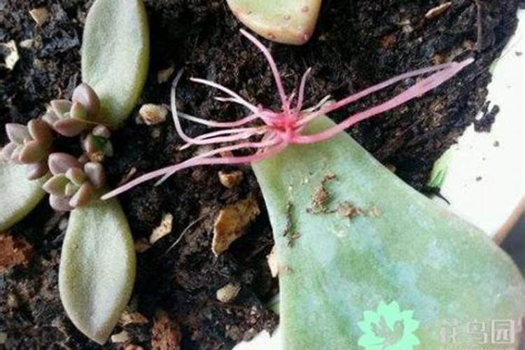 多肉生长缓慢甚至不生长的主要原因