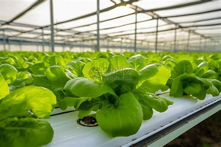 为使莴笋又粗又大应该用什么肥料
