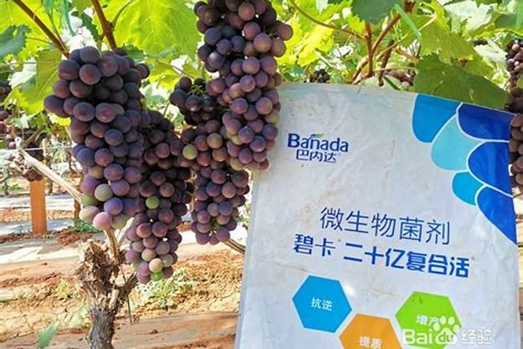 葡萄怎么施肥