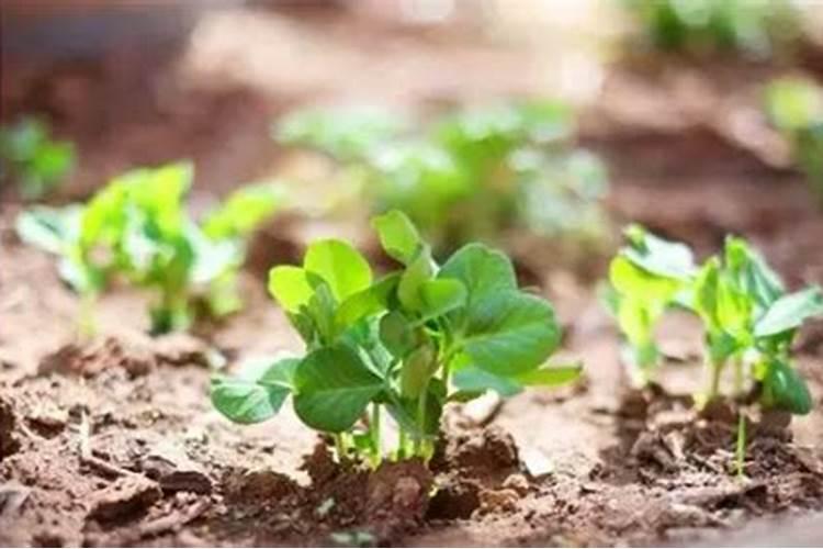 大棚番茄施肥方法