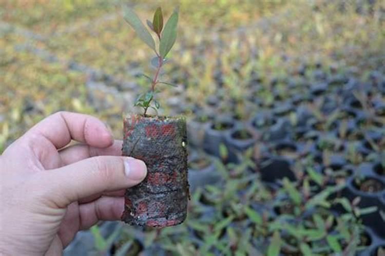 桉树种植后什么时候再施肥剪枝