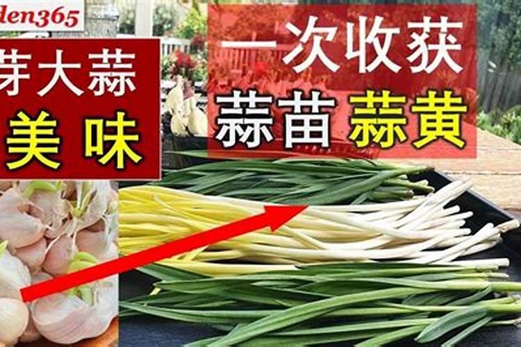 大蒜的蒜籽进入到了膨大期,对水肥的要求都有哪些？