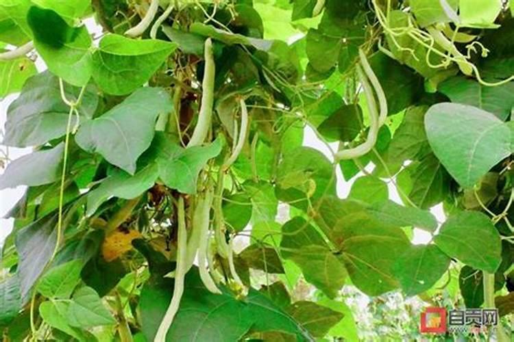 四季豆施什么肥料
