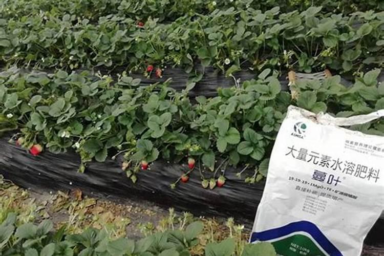 椰糠怎么用/椰糠如何用/椰糠使用方法:格陆谷的一些建议