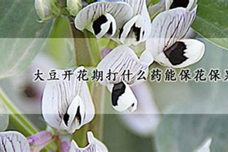 大豆适合所有花当肥料吗 大豆花期喷什么叶面肥好