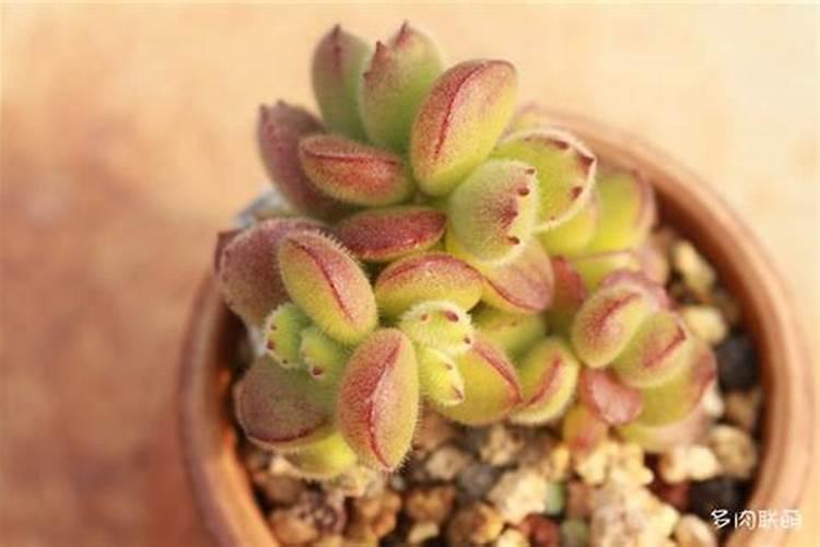 多肉用什么肥料最好