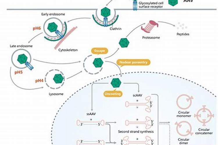 HPV病毒最害怕的一种微量元素竟然是它