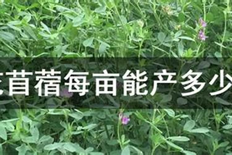 紫花苜蓿草一年施肥几次