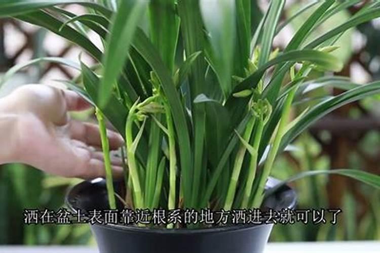 磷酸二氢钾可以浇兰花吗